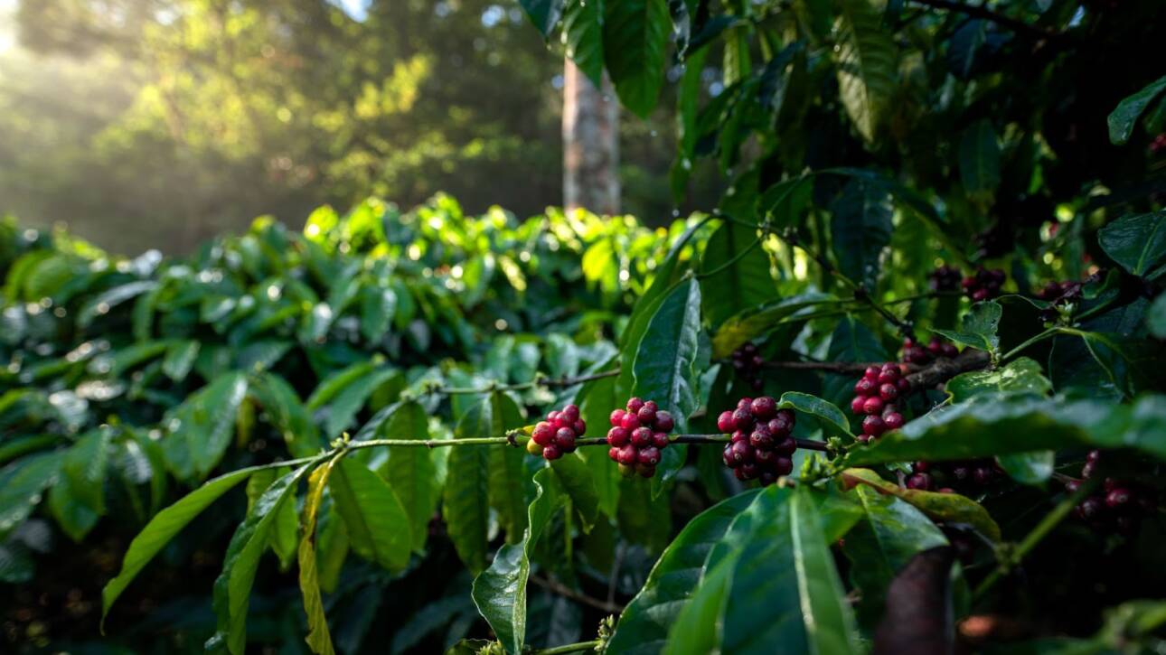 Estate coffee farm in Chikmagalur Western Ghats