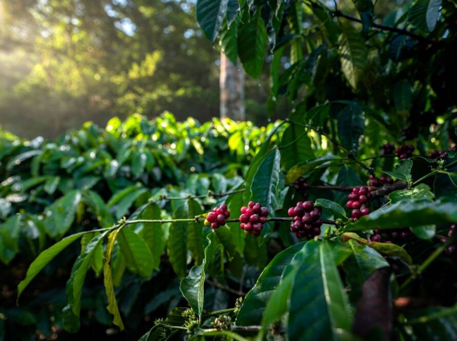 Estate coffee farm in Chikmagalur Western Ghats